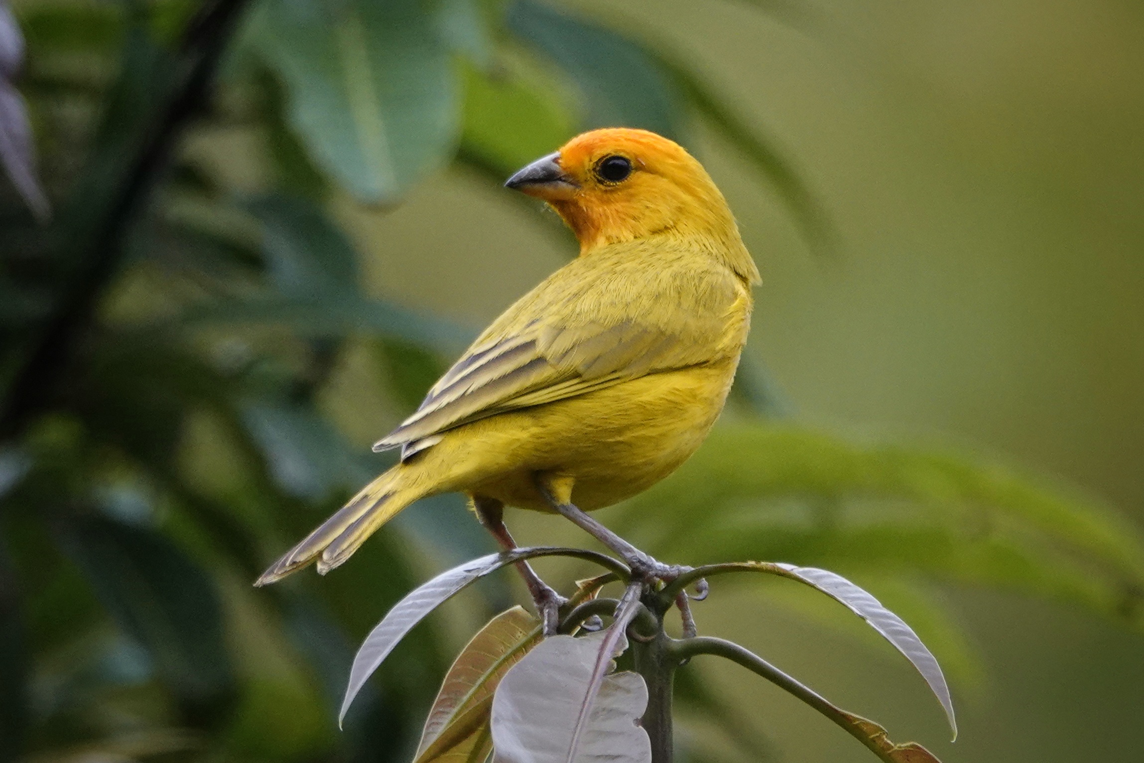 Sicalis flaveola